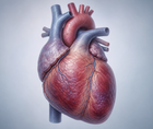 xxb750 phase 2 trial in heart failure shows harm signal
